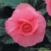 Бегония клубневая Amerihybrid Roseform Pink
