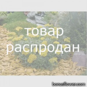 Тысячелистник войлочный Goldie, Achillea tomentosa