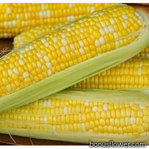 Кукурудза цукрова Біколор F1,  1 кг, Тирас