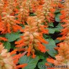 Серія "Reddy" (HemGenetics)