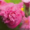 Серія "Fiona" (Takii Seed) (напівмахрова)