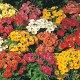 Немезия - Nemesia Немезия - Nemesia