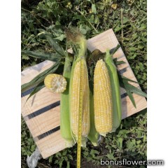  Кукуруза сахарная биколор Акведук F1 (ESB72F1) 250 шт, Spark Seeds