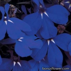 Лобелия черешковая RIVIERA MIDNIGHT BLUE