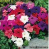 Серія "LIMBO GP" (Hem Genetics) 