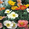 Мак - Papaver
