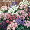 Аквілегія звичайна - Aquilegia vulgaris