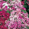 Кларкія (Годеція) - Clarkia amoena (Godetia)