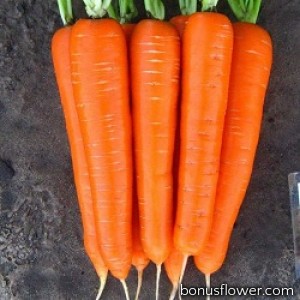 Морковь Скарла