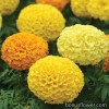 Чорнобривці - Tagetes