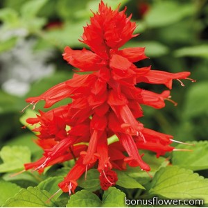 Сальвия Reddy Lime Leaved Red