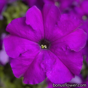 Петуния крупноцв Tritunia F1 Violet