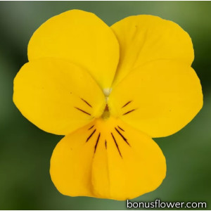 Виола Penny Pro Yellow