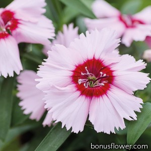 Гвоздика кит Divinity purple centered white