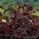 Гибискус - Hibiscus Гибискус - Hibiscus