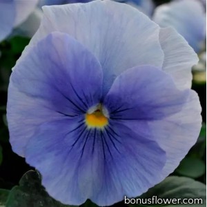 Виола Spring Matrix® F1 Blue