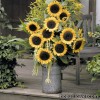 Соняшник декоративний - Helianthus annuus
