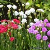 Армерія - Armeria pseudarmeria