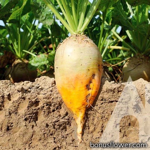 https://bonusflower.com/image/cache/522aaca0133999557c28182a9d9b059b.jpg
