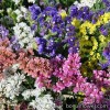 Лимоніум (Кермек, Статиця) - Limonium (Statice) sinuatum