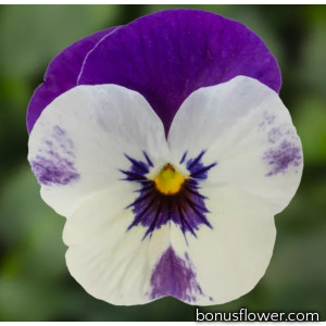 Виола Penny Pro Violet & White