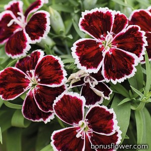 Гвоздика кит Diana Crimson Bicolor