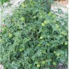 Кардіоспермум - Cardiospermum halicacabum