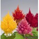 Целозия - Celosia Целозия - Celosia