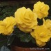 Бегония клубневая Amerihybrid Roseform Yellow