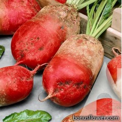 Буряк кормовий Екендорфський червоний, (Галицький) 10 кг, GSN Semences