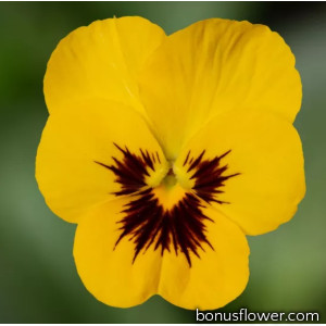 Виола Penny Pro Yellow with Blotch