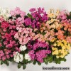 Левізія - Lewisia cotyledon