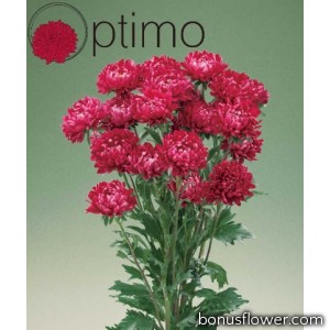 Астра Optimo Red