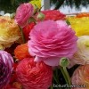 Лютик азіатський - Ranunculus asisticus