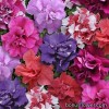 Петунія багатоквіткова - Petunia multiflora