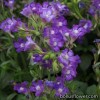 Хеноринум  - Chaenorhinum 