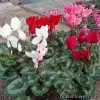 Цикламен плющелистий - Cyclamen hederifolium