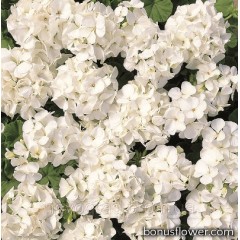 Пеларгония садовая Multibloom White
