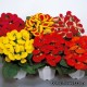 Кальцеолярия гибридная - Calceolaria hybrida Кальцеолярия гибридная - Calceolaria hybrida