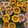 Газанія - Gazania