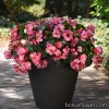 Бегонія гібридна - Begonia hybrida