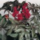 Клещевина - Ricinus communis Клещевина - Ricinus communis