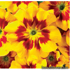 Примула бесстебельная MF Tagetes Yellow