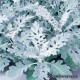 Цинерария приморская - Senecio (Cineraria maritima) Цинерария приморская - Senecio (Cineraria maritima)
