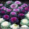 Капуста декоративна - Brassica oleracea