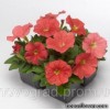 Серія "Damask" (Syngenta)