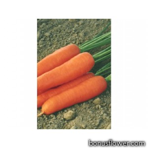 Морковь  "Ступицкая "