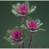 Серия "Crane Feather, Ruffle" (Takii Seed)