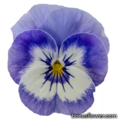 Виола Penny Pro Blue Marina