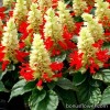 Сальвія блискуча - Salvia splendens
